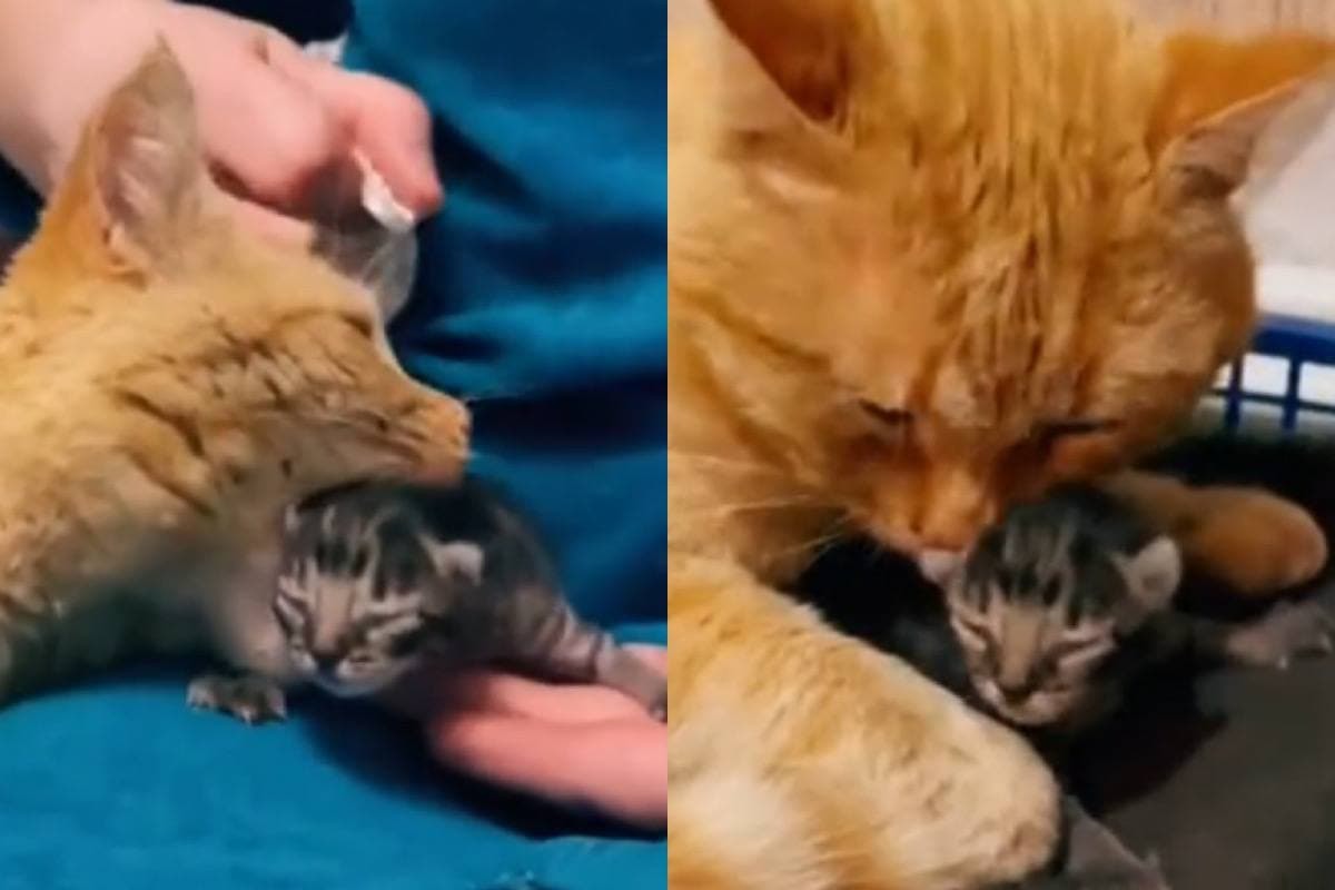 Рыжий кот спас брошенного котенка и стал его «папой»