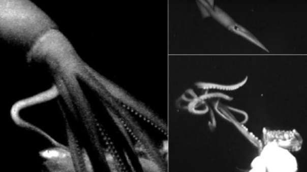 Ученые запечатлели неуловимых глубоководных кальмаров
