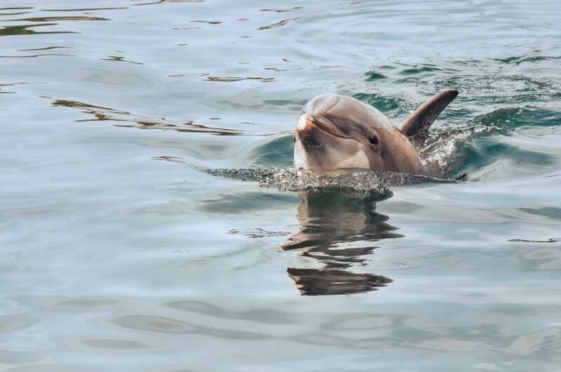 В Кирилловке у самого берега заметили дельфинов