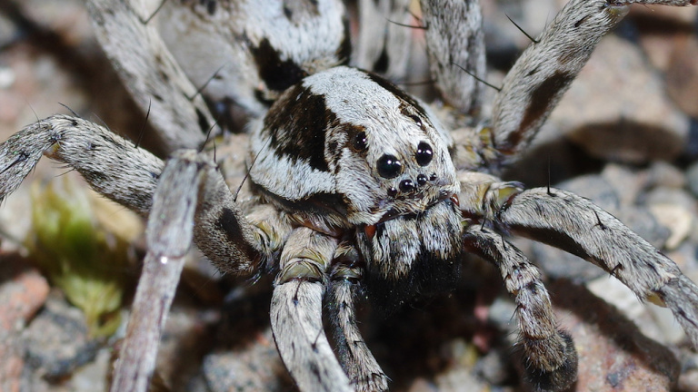 В Китае ученые нашли 10 новых видов пауков