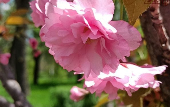 В Запорожье зацвела сакура: на деревьях &#8212; нежные цветы