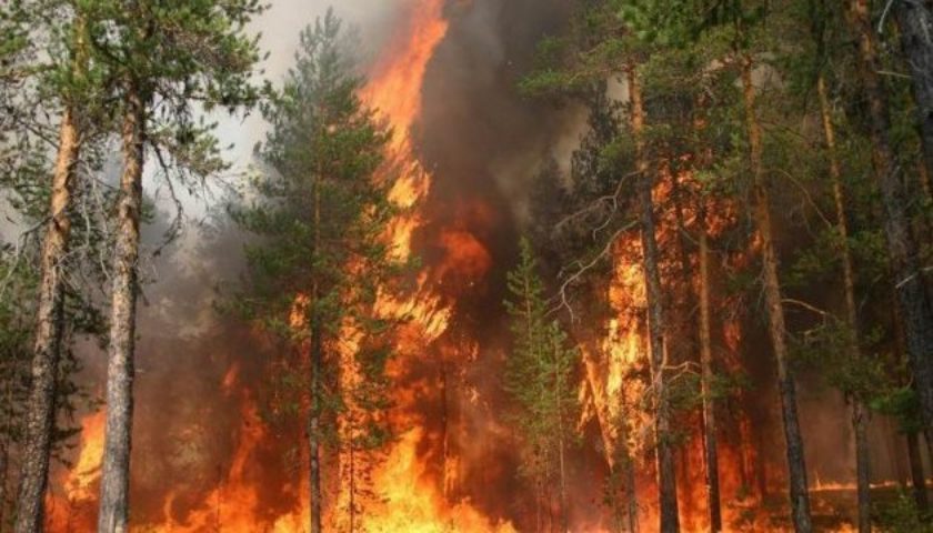 Эколог назвал причину лесных пожаров в Украине
