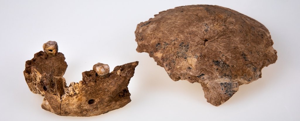 Археологи обнаружили фрагментам черепа, которые подходят как неандертальцу, так и Homo sapiens (ФОТО)