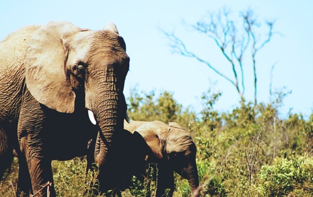 Из заповедника в Китае сбежало стадо слонов (ВИДЕО)