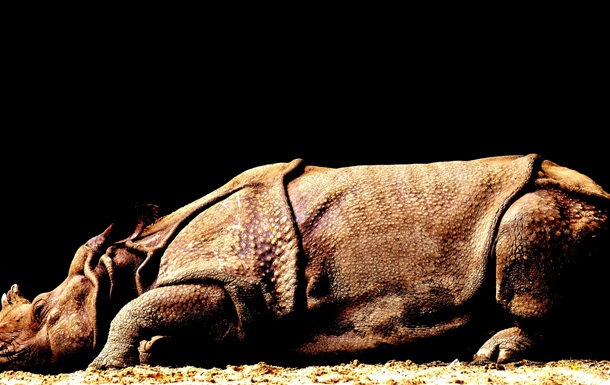 Китайские ученые обнаружили останки гигантского носорога (ФОТО)