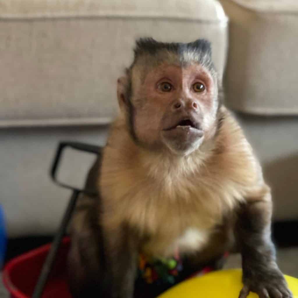 Знаменитая в Сети обезьяна умерла после похода к стоматологу (ФОТО)