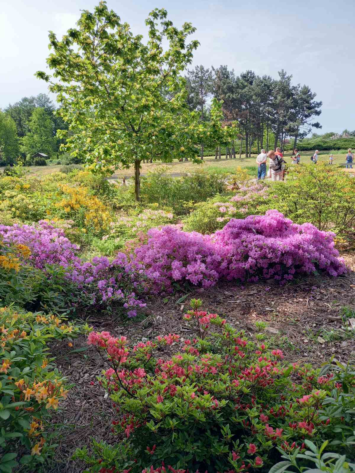 Весенне-летний сезон Национального ботанического сада