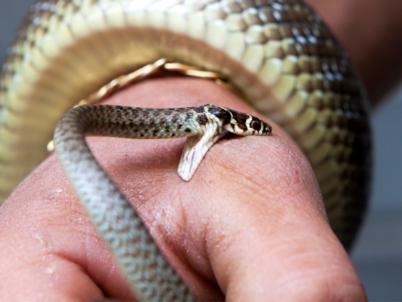 Как избежать укуса змеи: названы главные правила