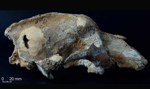 Археологи по черепу медведя раскрыли секреты охоты древних людей (ФОТО)