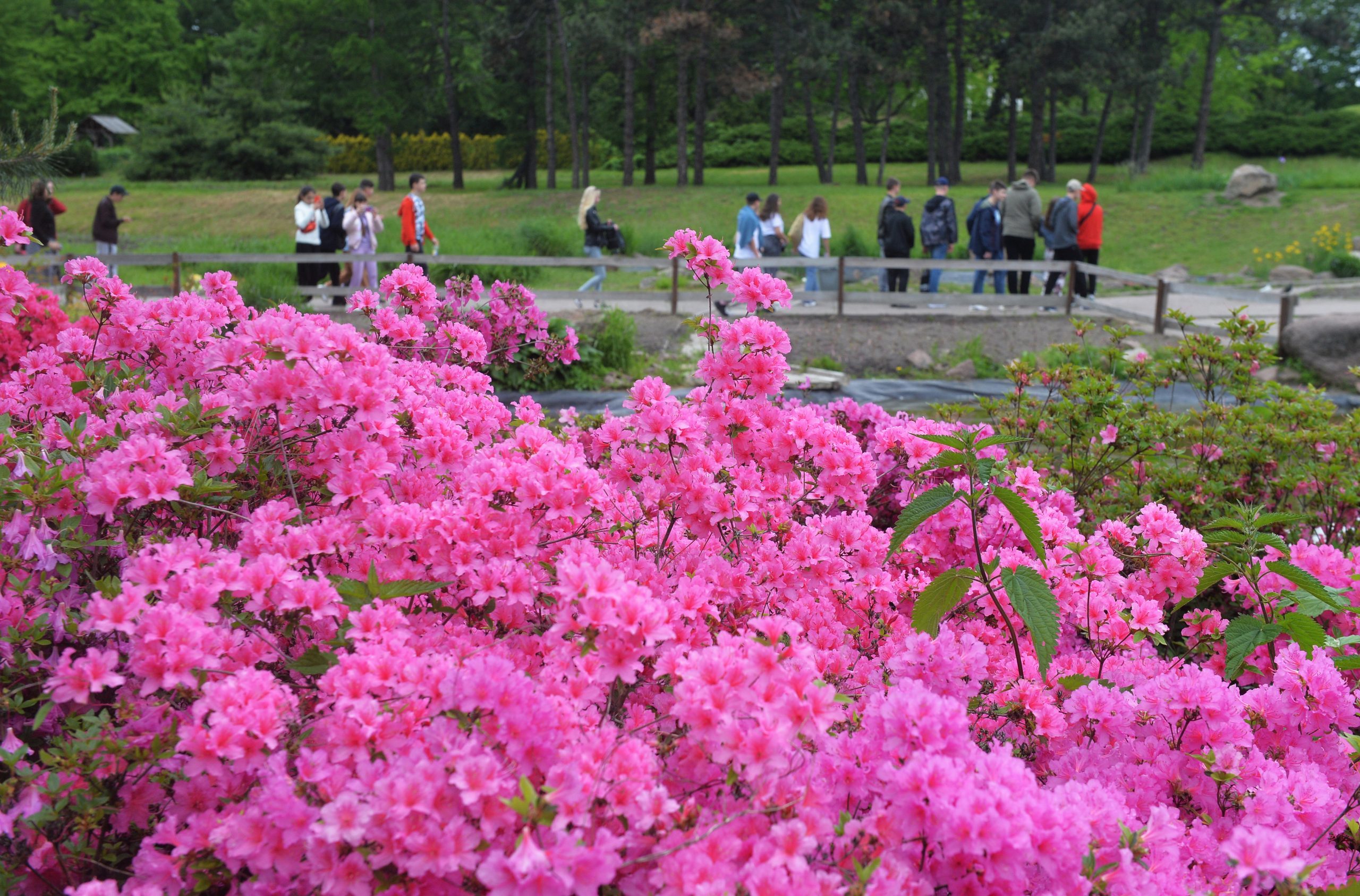 Весенне-летний сезон Национального ботанического сада
