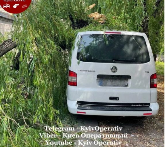 В Киеве дерево упало на припаркованный автомобиль (ФОТО)