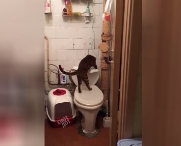 Забавный ролик: кот-«сантехник» удивил своими навыками (ФОТО, ВИДЕО)
