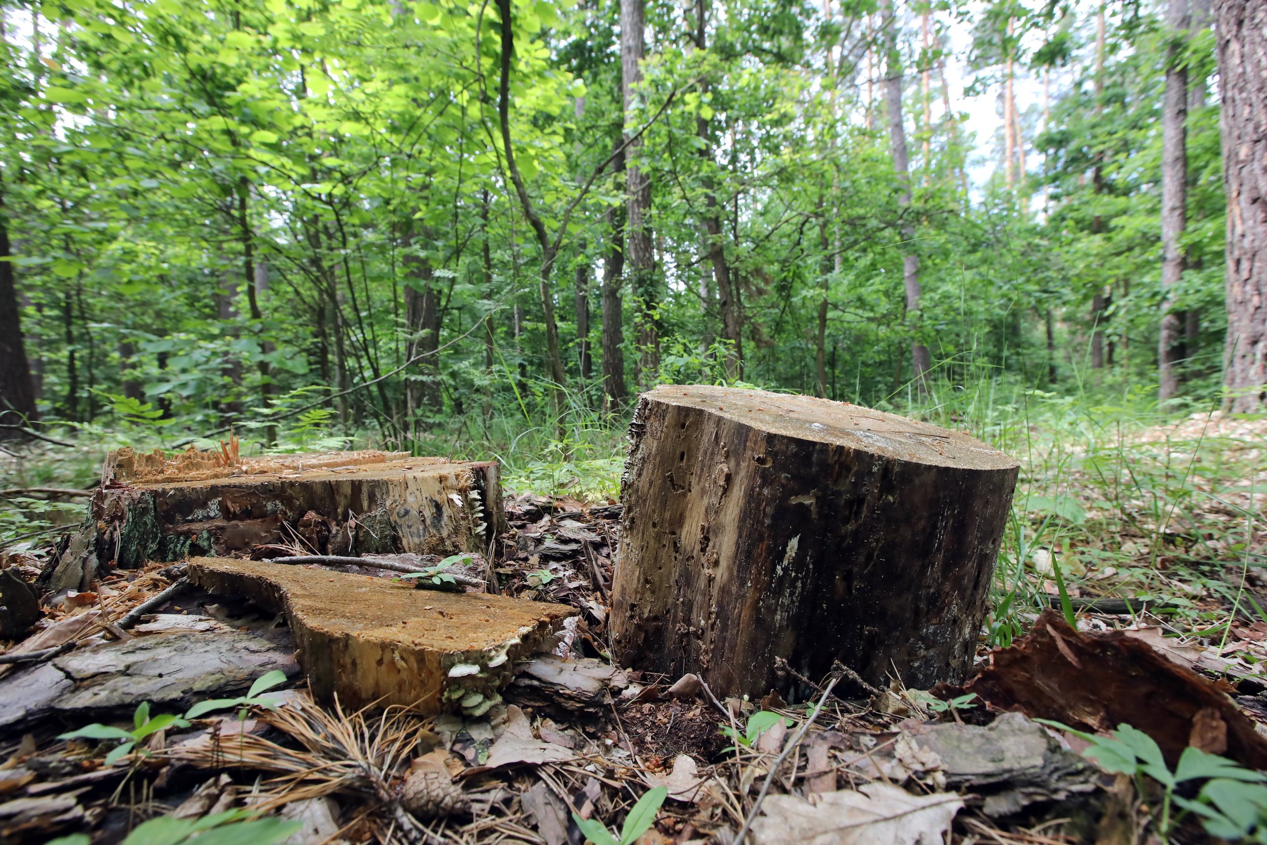 Журналистам показали как незаконно рубят леса