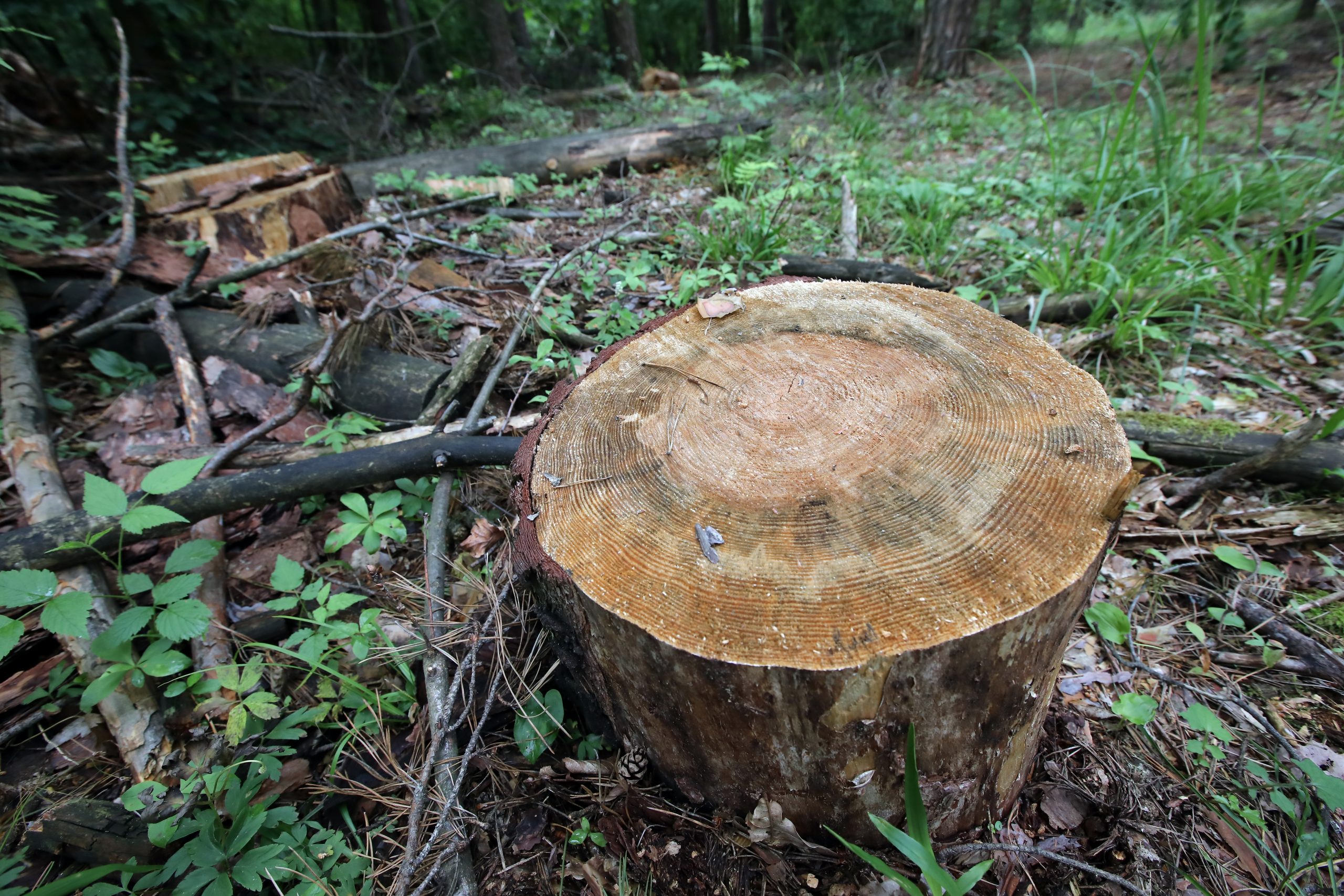 Журналистам показали как незаконно рубят леса