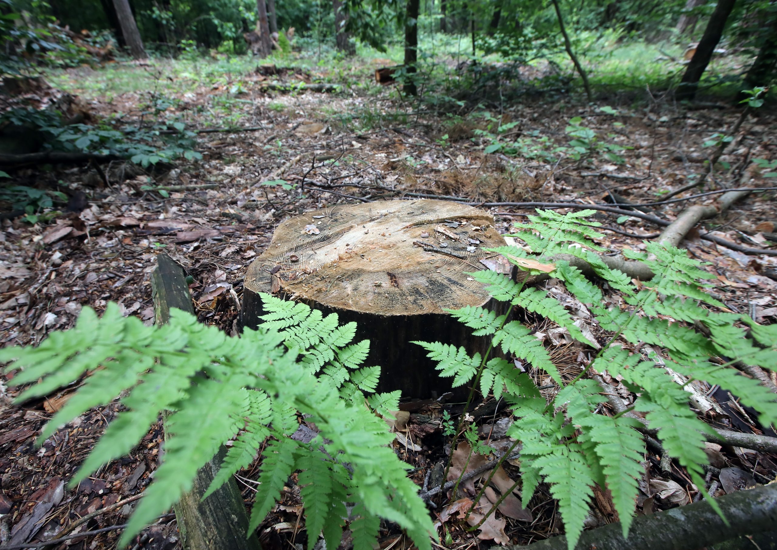 Журналистам показали как незаконно рубят леса