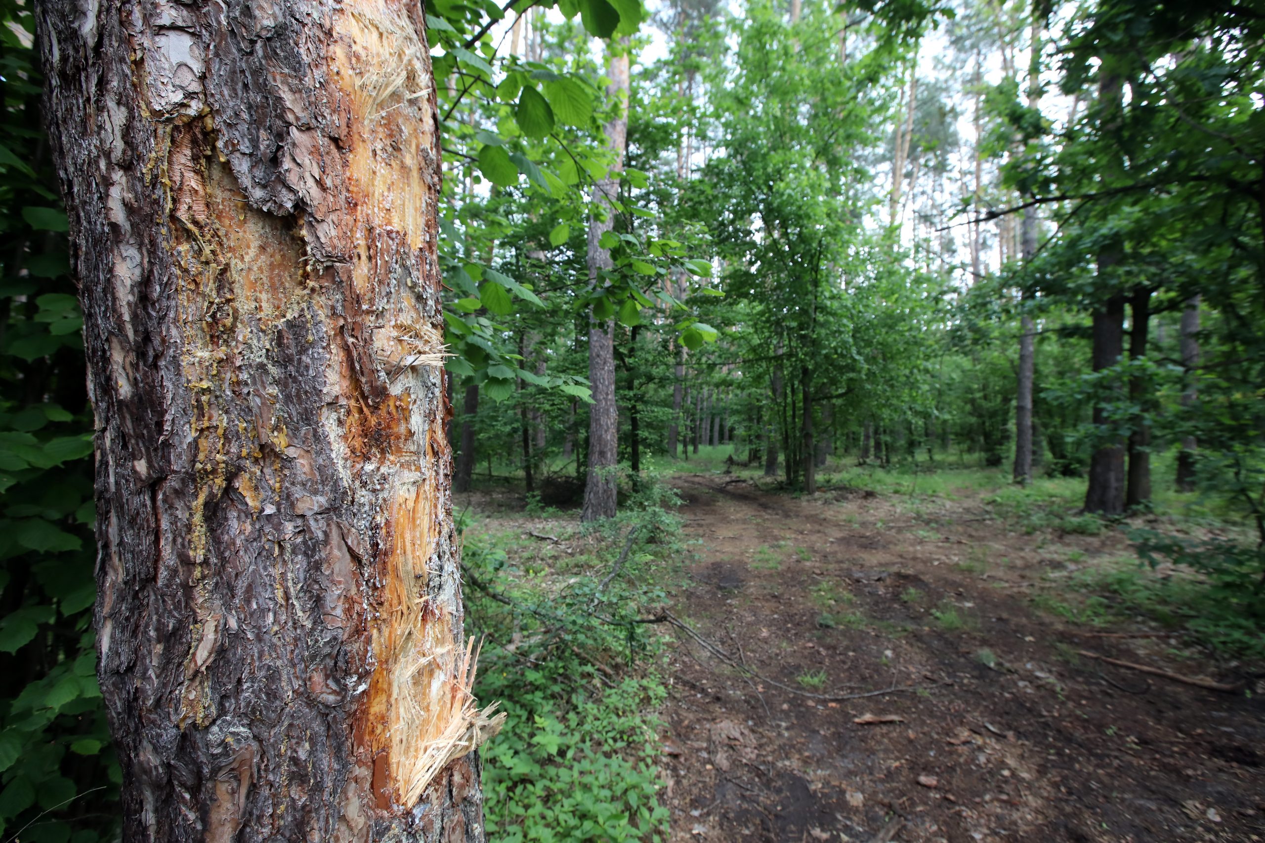 Журналистам показали как незаконно рубят леса