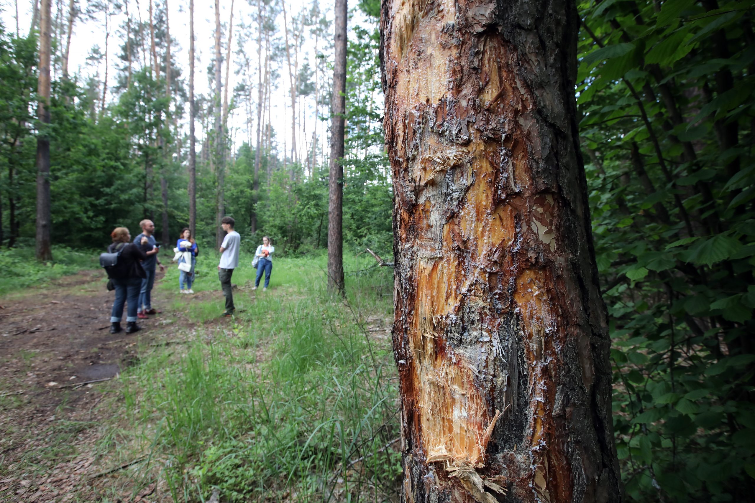 Журналистам показали как незаконно рубят леса