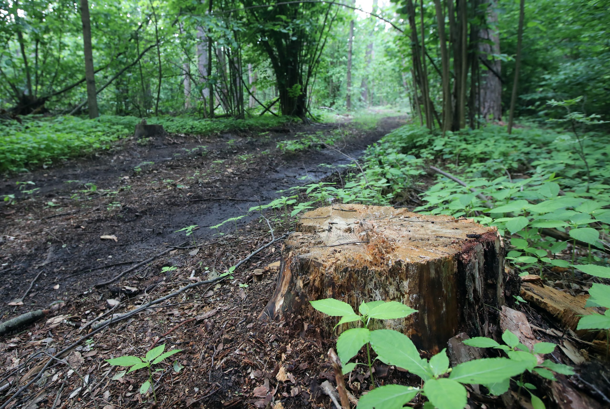 Журналистам показали как незаконно рубят леса
