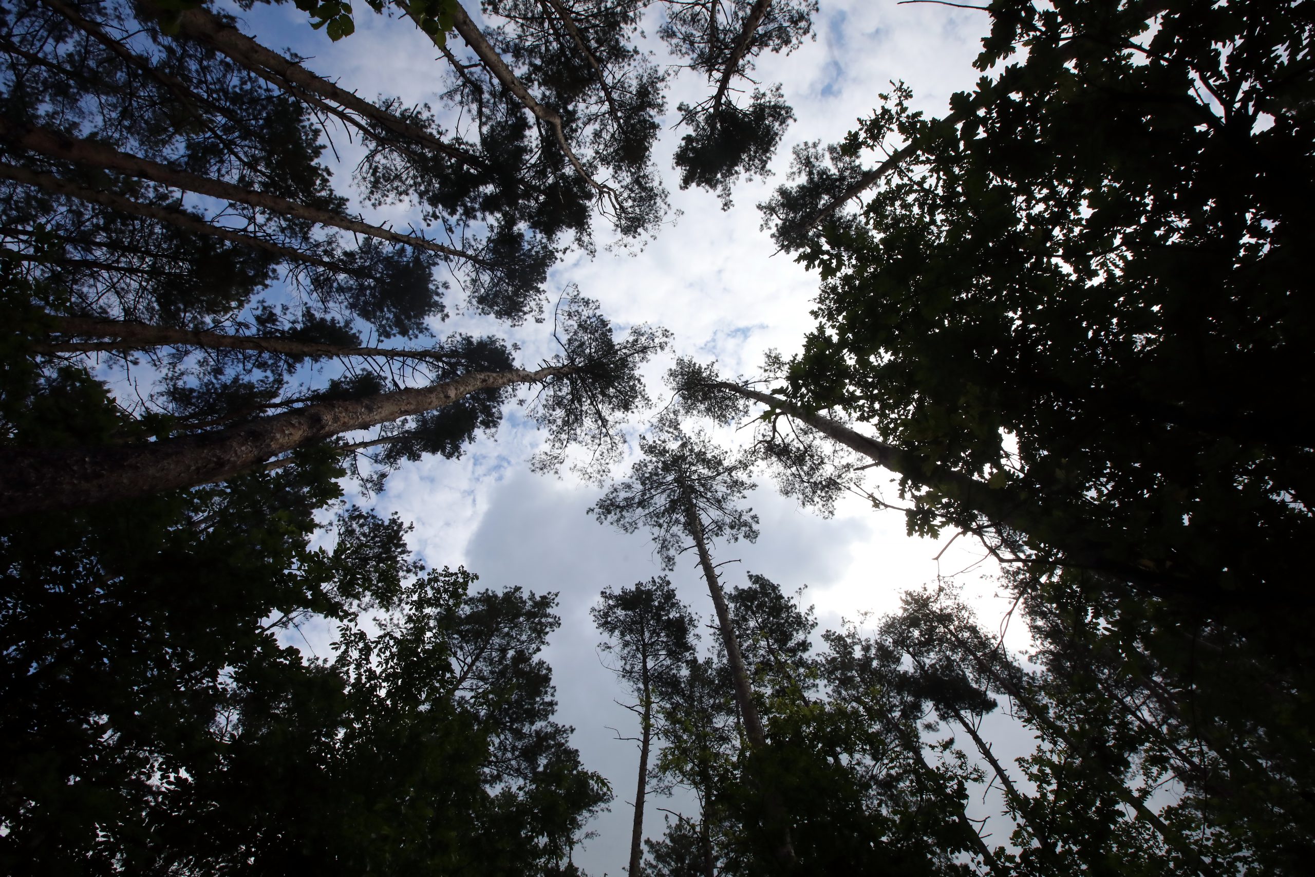 Журналистам показали как незаконно рубят леса