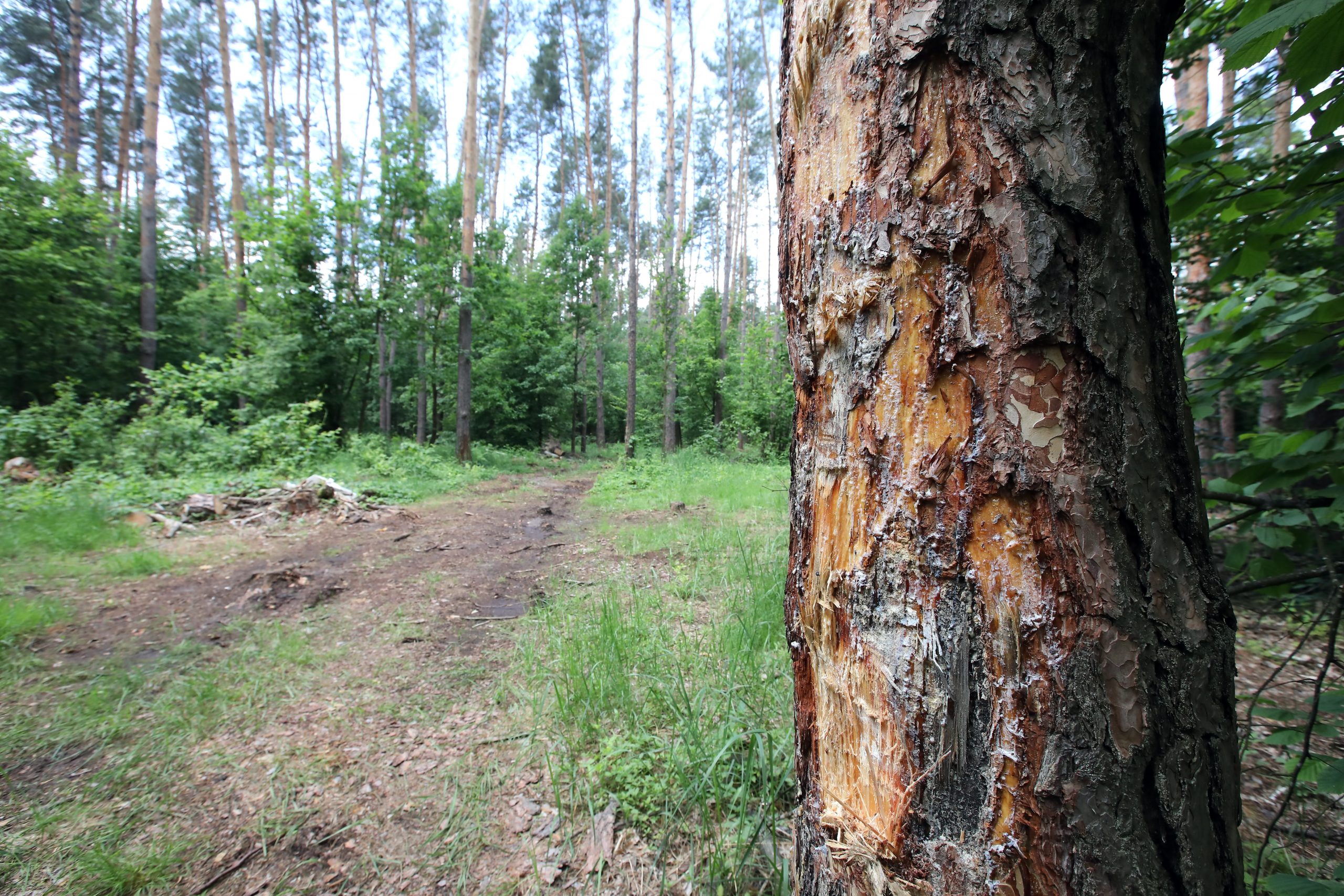 Журналистам показали как незаконно рубят леса