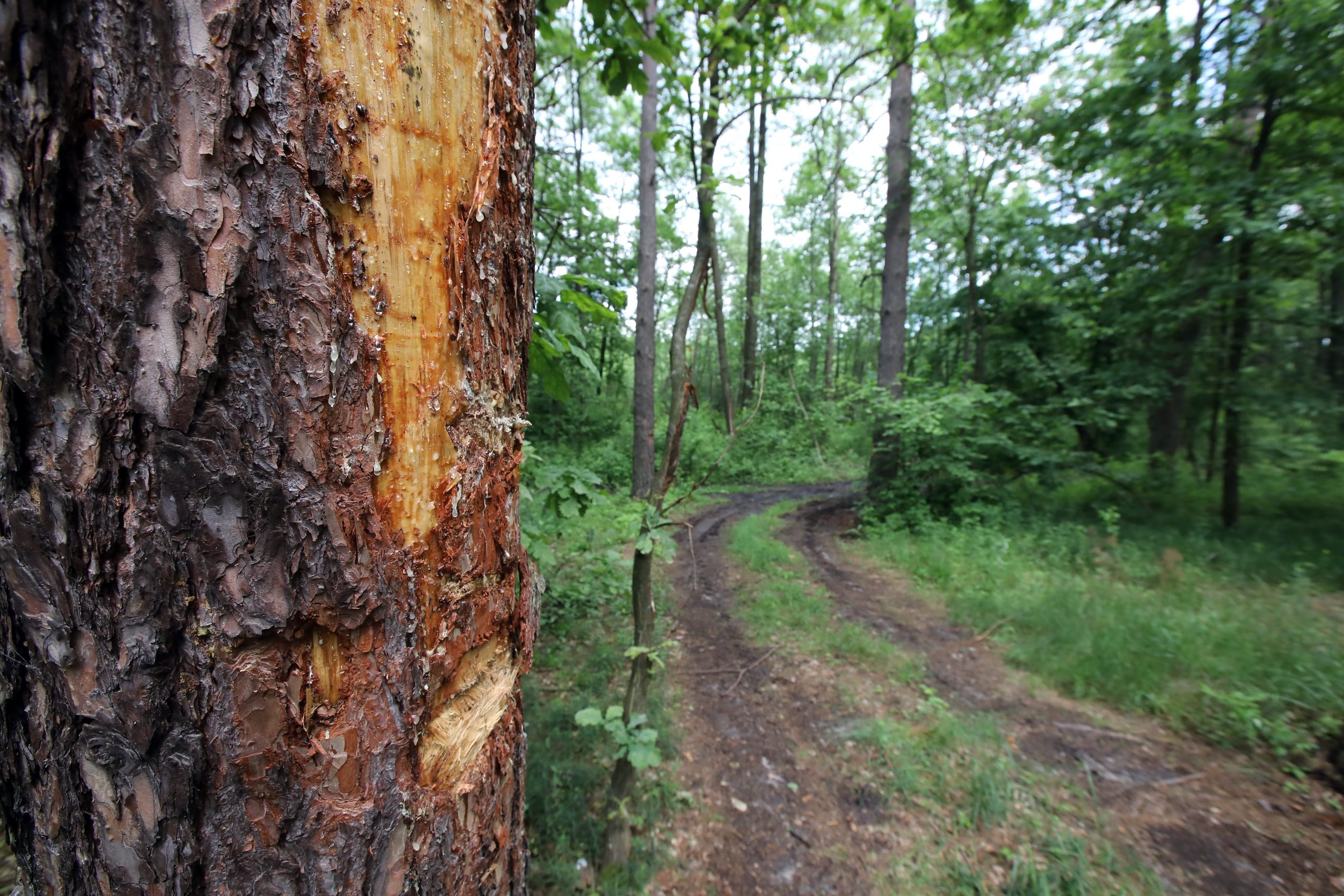 Журналистам показали как незаконно рубят леса