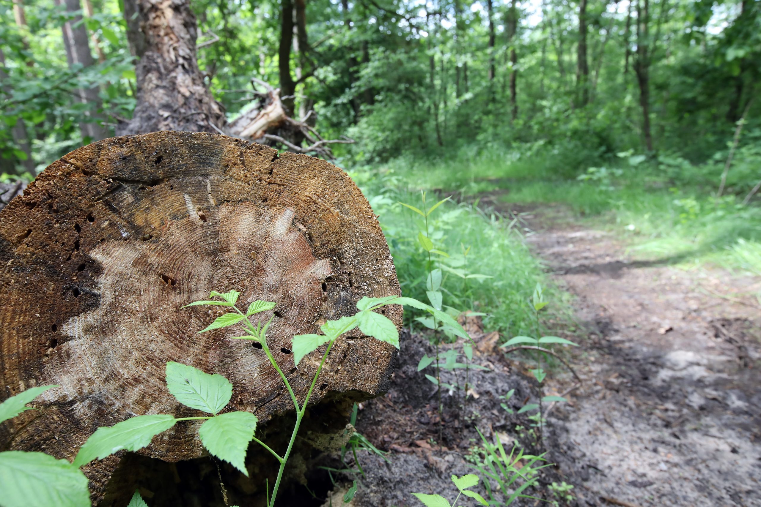 Журналистам показали как незаконно рубят леса