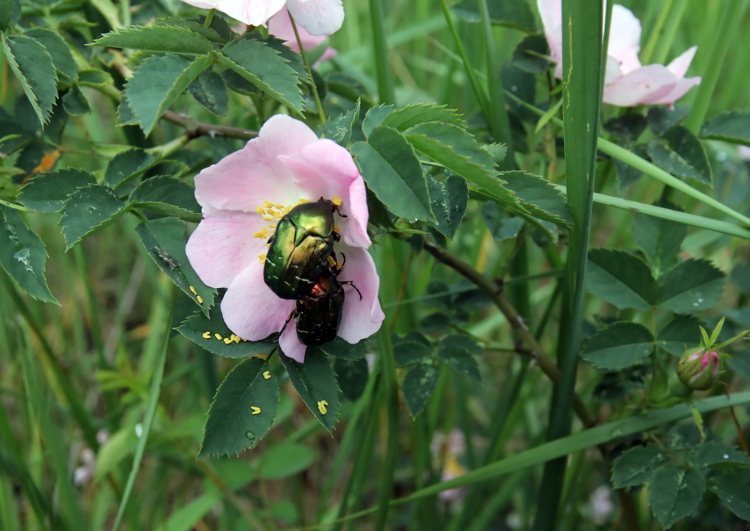 Журналистам показали как незаконно рубят леса