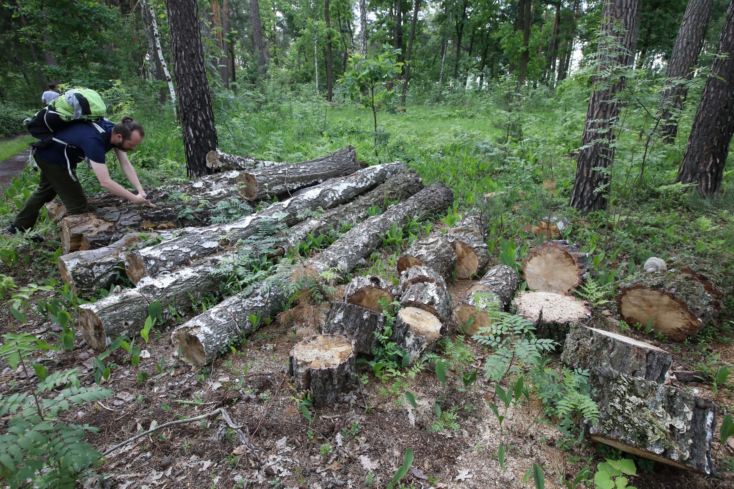 Журналистам показали как незаконно рубят леса