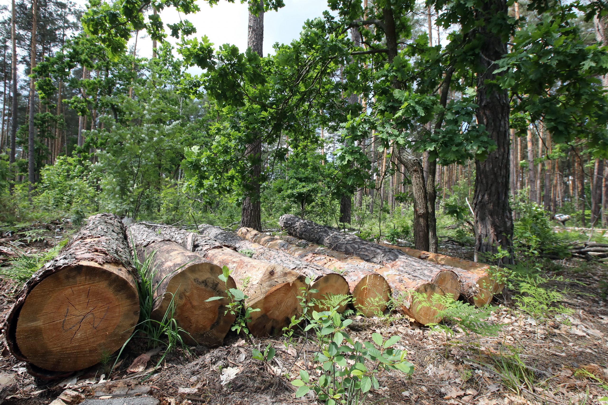 Журналистам показали как незаконно рубят леса