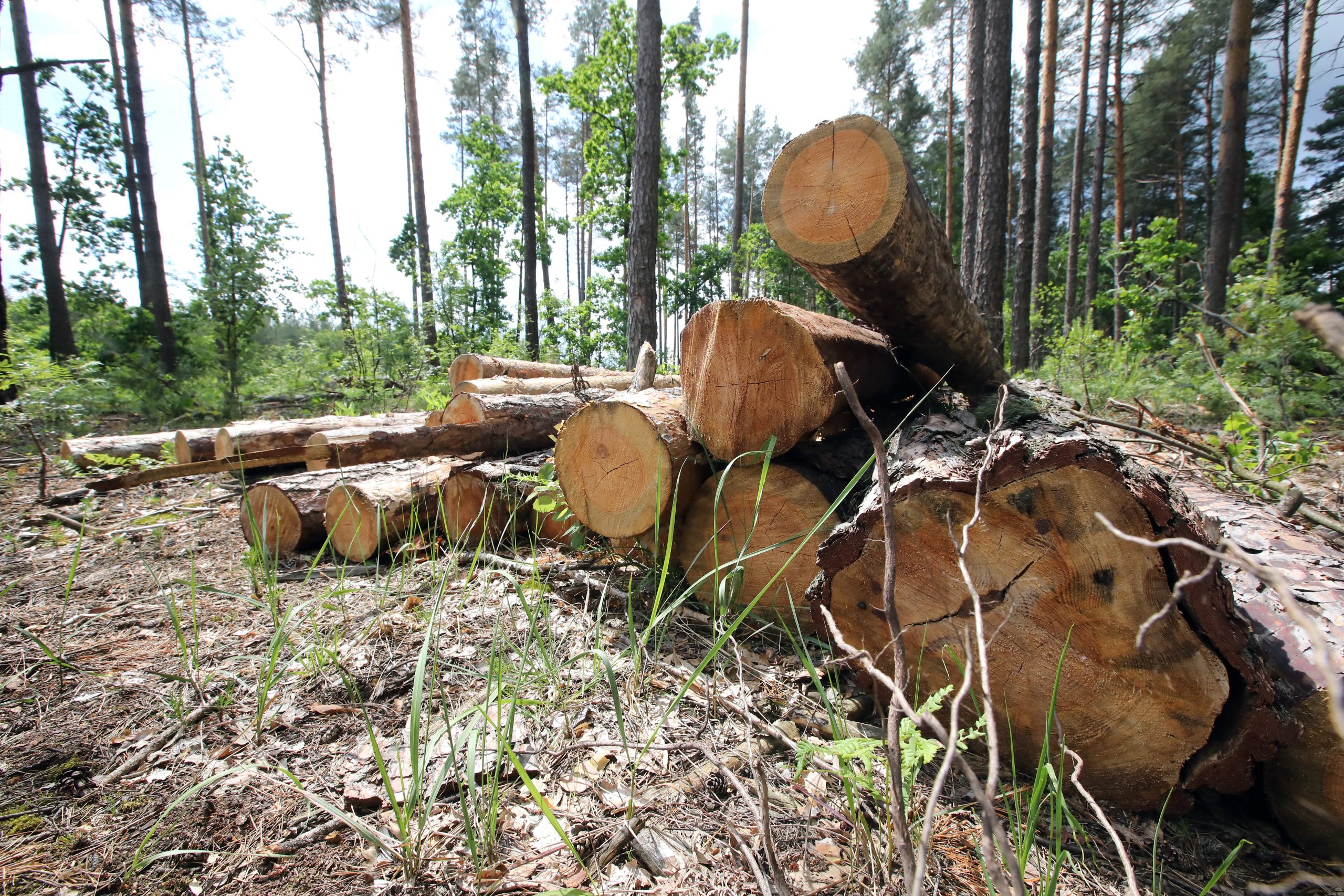Журналистам показали как незаконно рубят леса