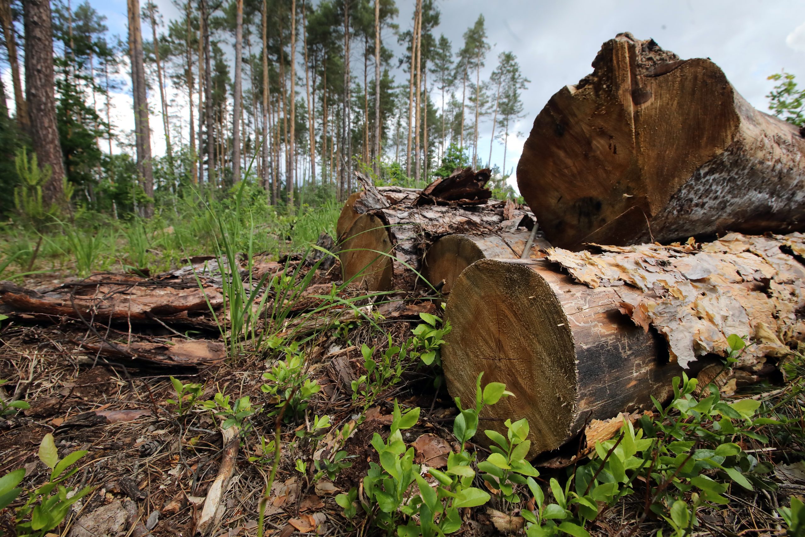 Журналистам показали как незаконно рубят леса