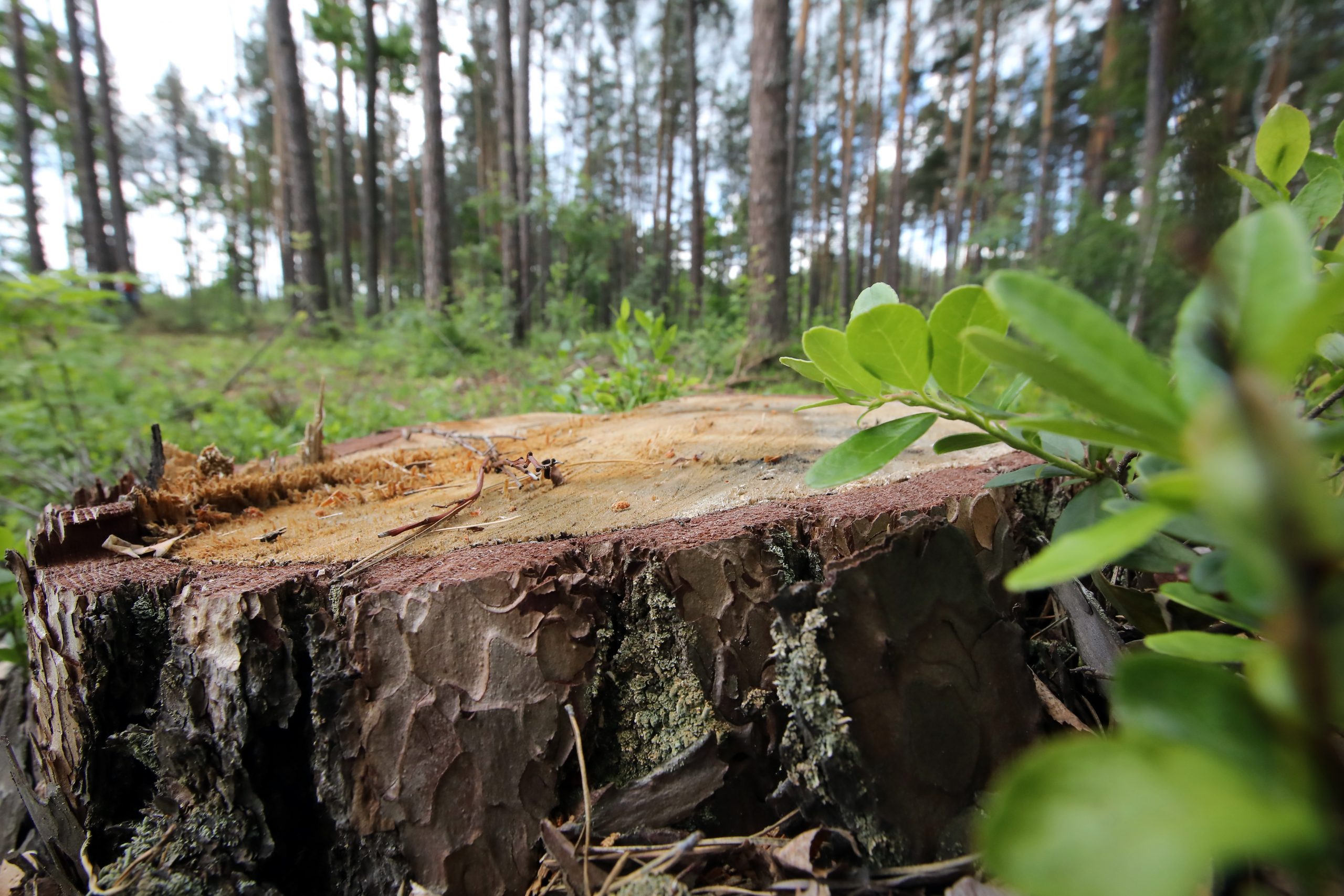 Журналистам показали как незаконно рубят леса