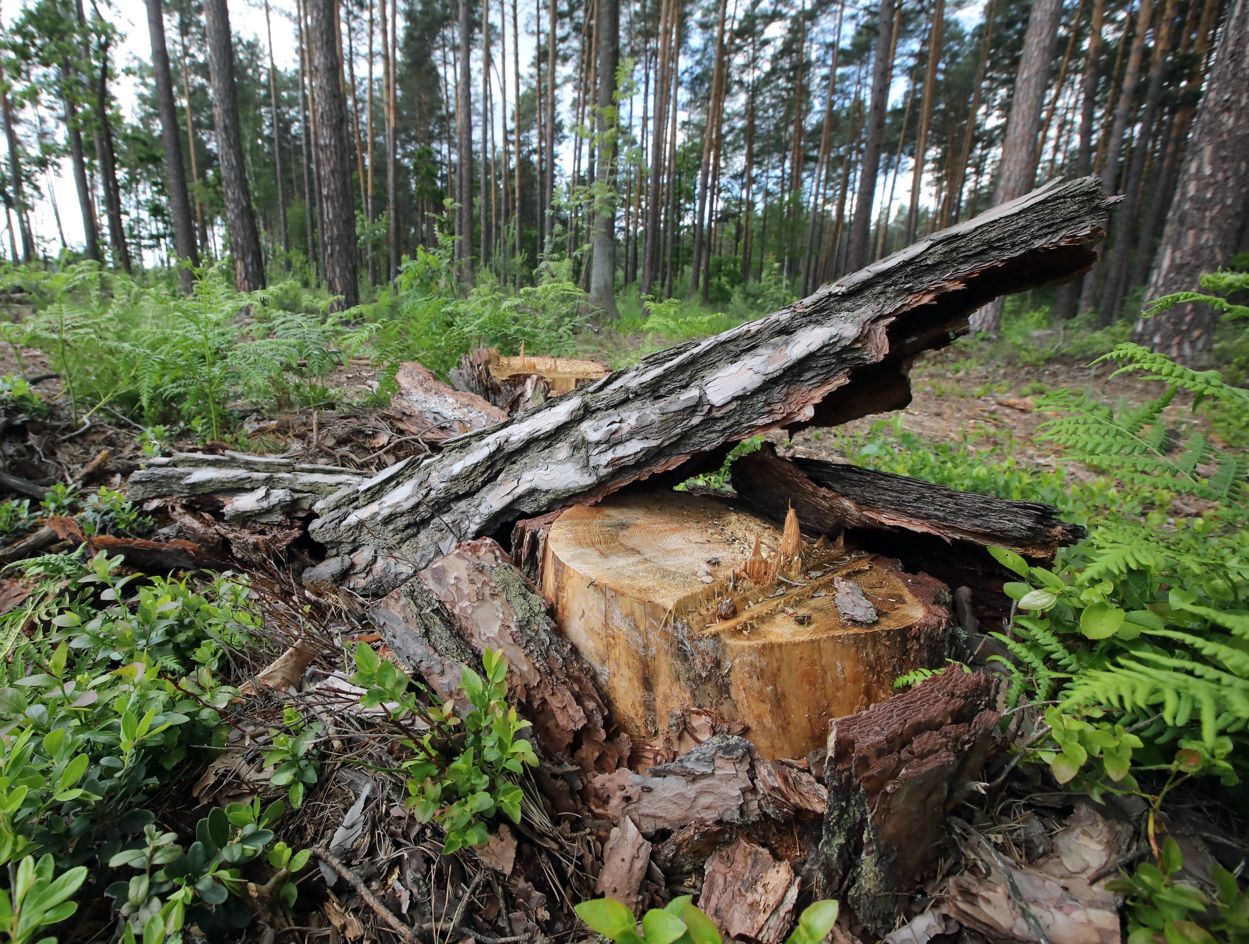 Журналистам показали как незаконно рубят леса
