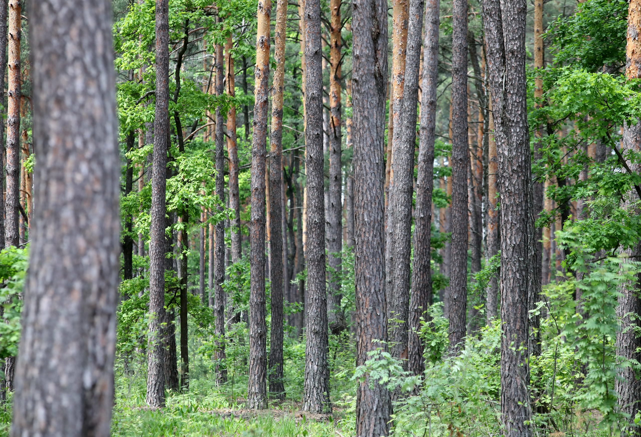 Журналистам показали как незаконно рубят леса