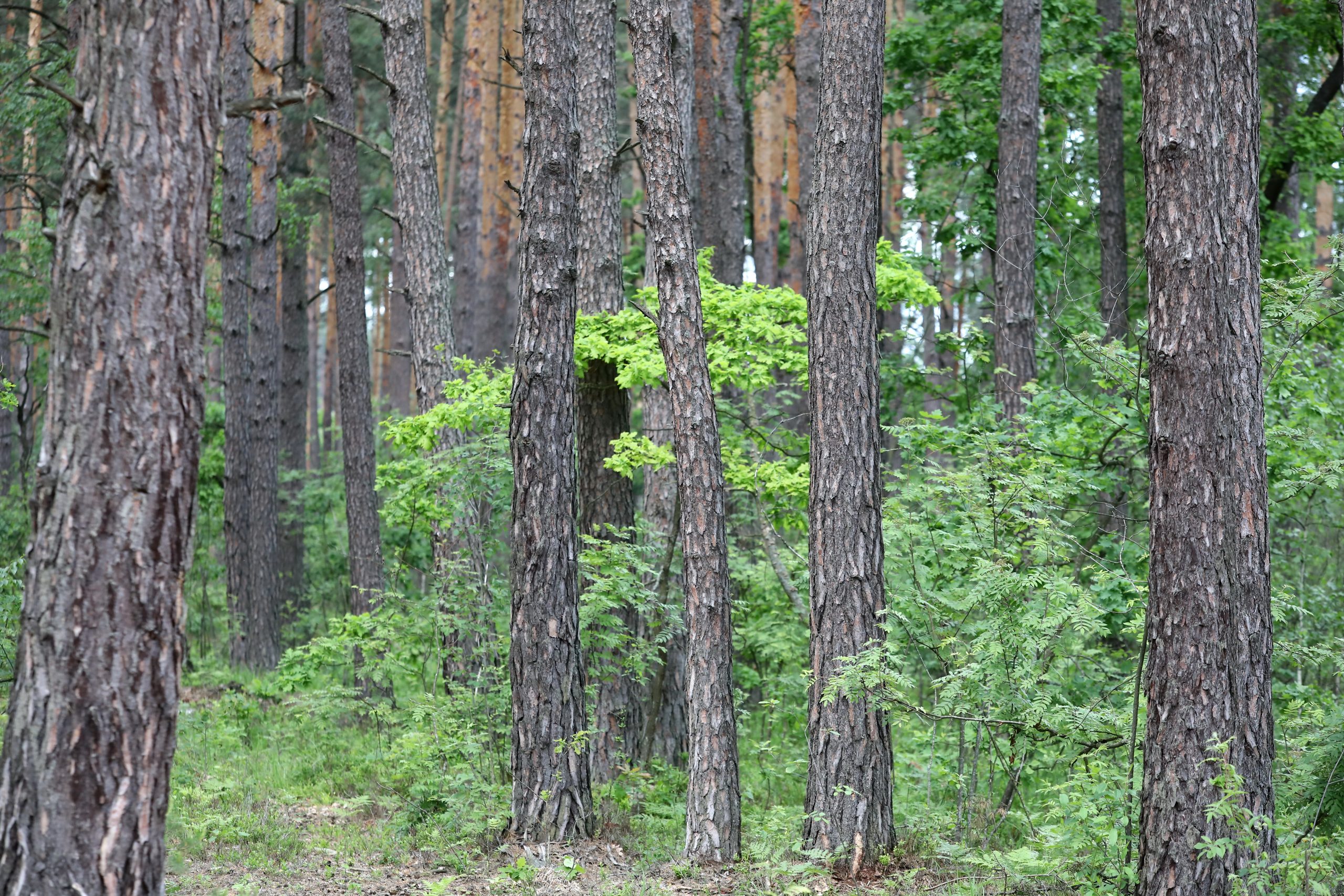 Журналистам показали как незаконно рубят леса