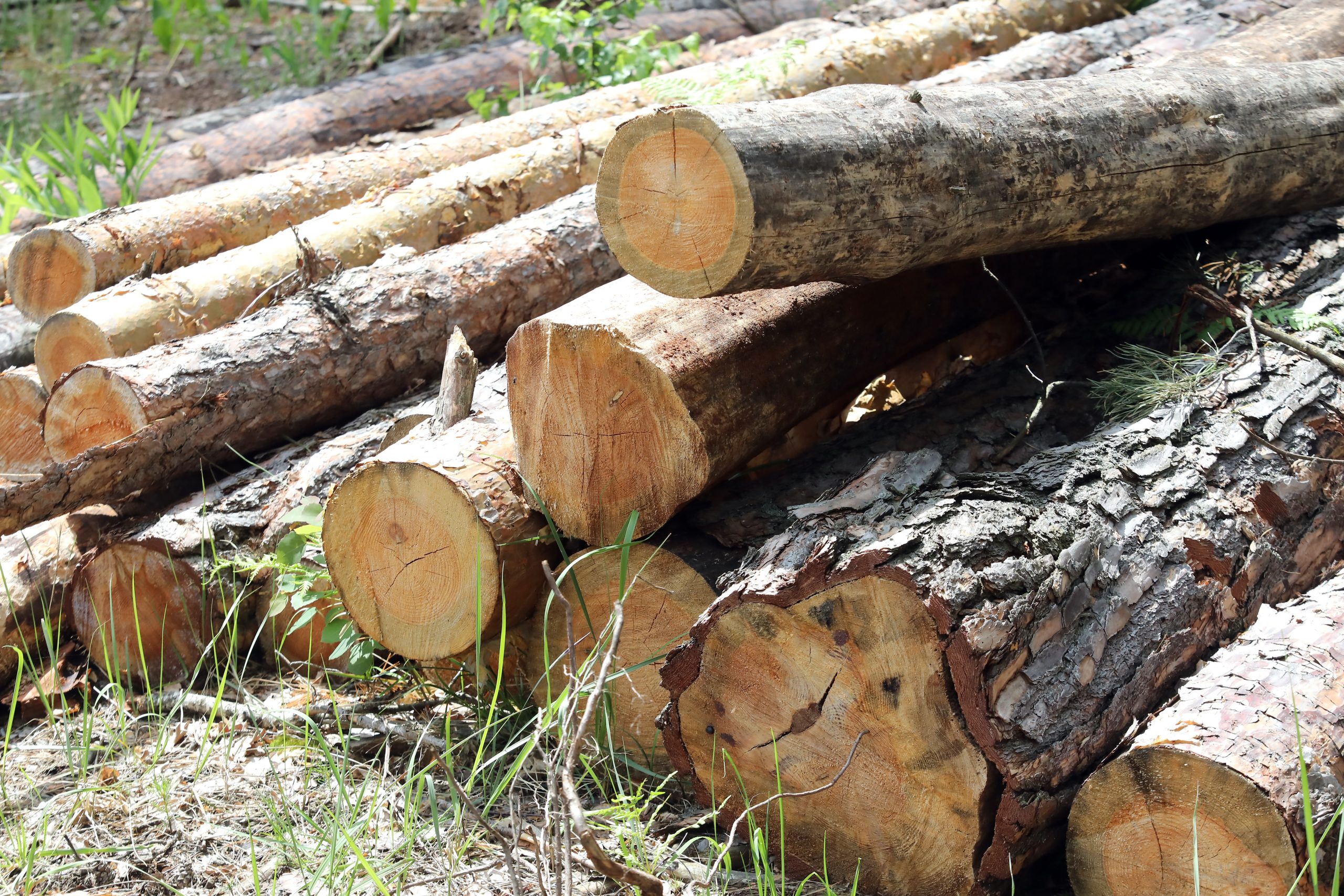 Журналистам показали как незаконно рубят леса