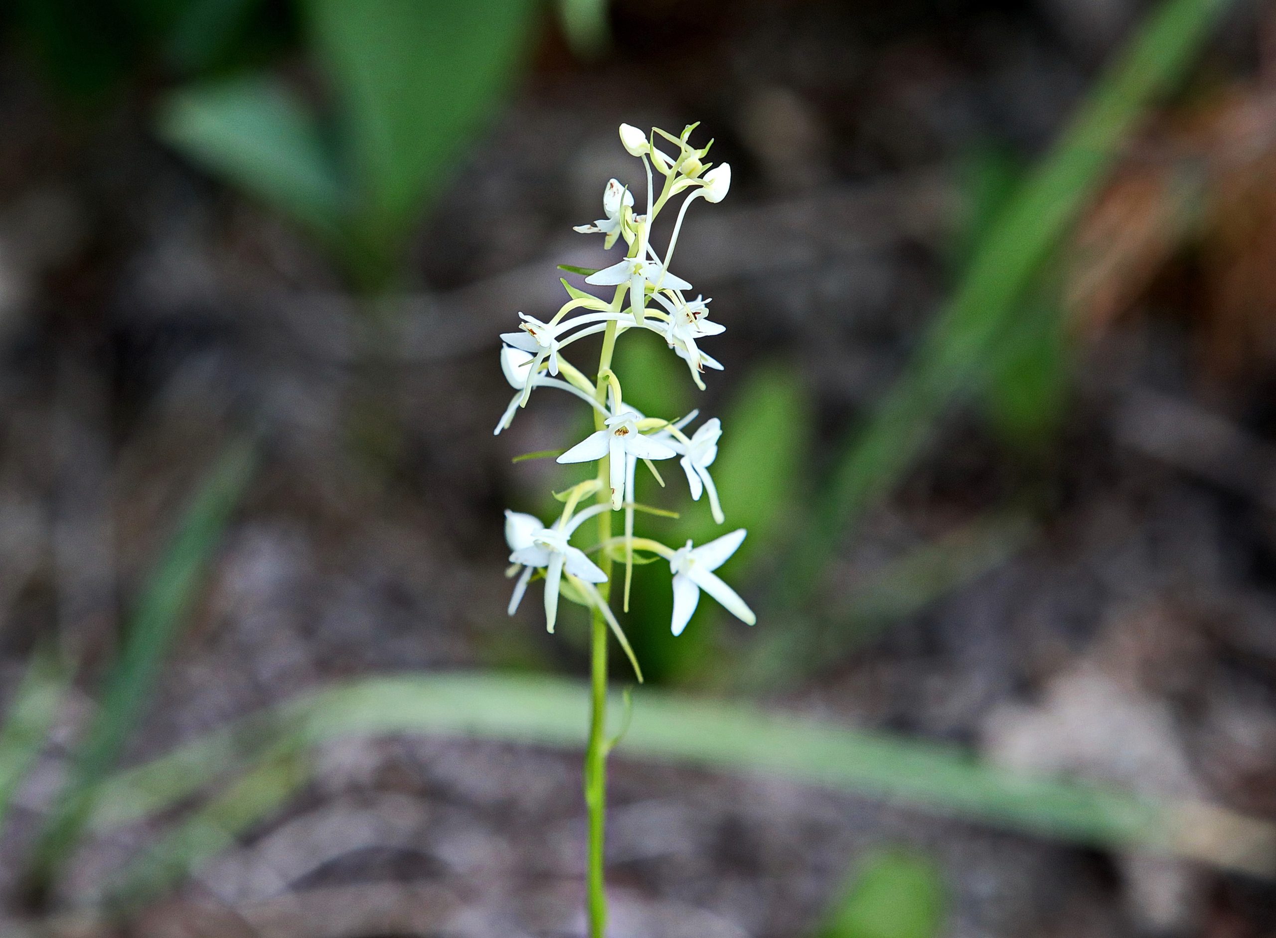 Журналистам показали как незаконно рубят леса