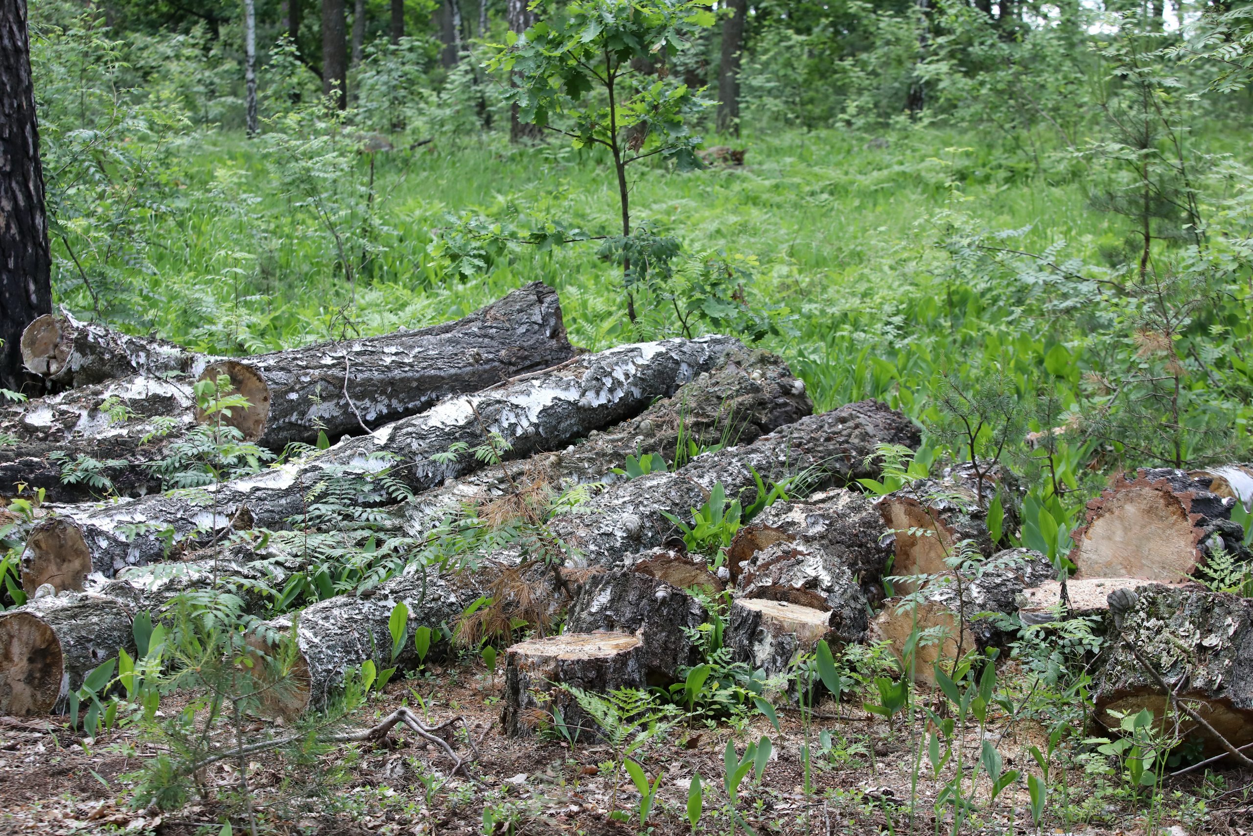 Журналистам показали как незаконно рубят леса