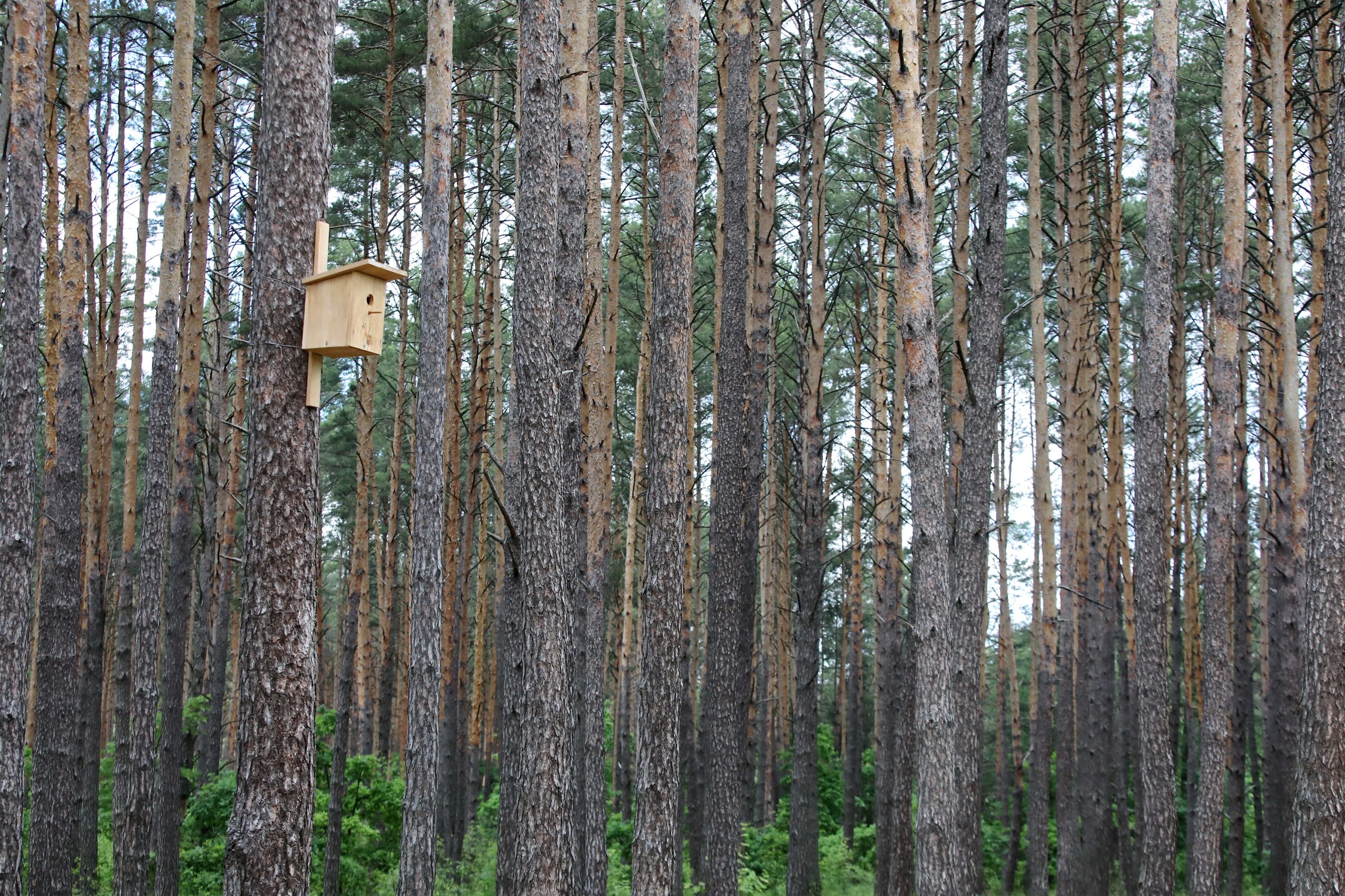 Журналистам показали как незаконно рубят леса