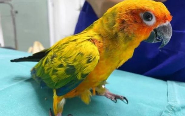 В Таиланде попугай проглотил 21 бриллиант (ФОТО)