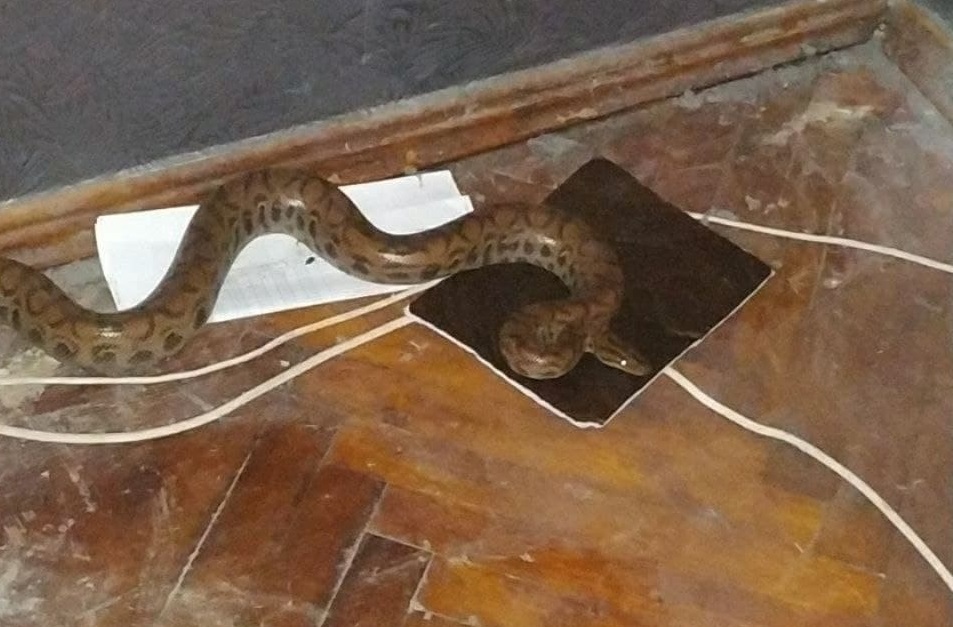 «Приключения» питона в харьковской многоэтажке: полиция ищет хозяина змеи (ФОТО)