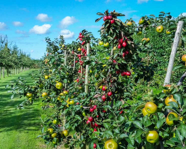 На объемы урожая плодовых может повлиять июньский град – эксперт