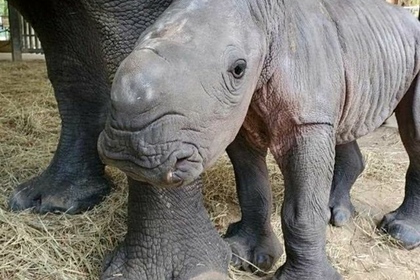В зоопарке во Флориде родился детеныш белого носорога (ФОТО)
