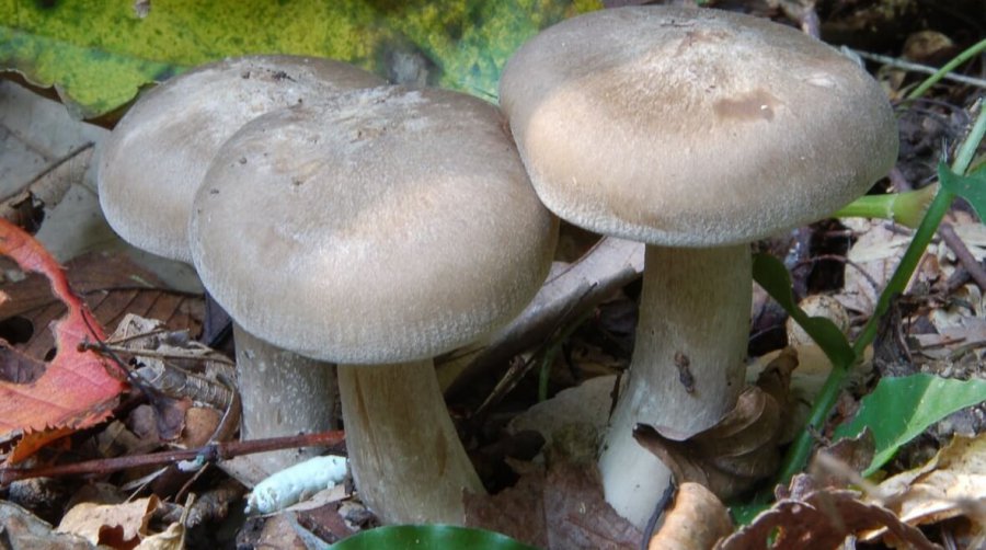 В поселке на Харьковщине пара отравилась дикими грибами
