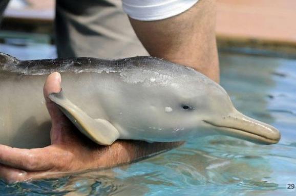 В дельфинарии Харькова на свет появился детеныш дельфина (ВИДЕО)