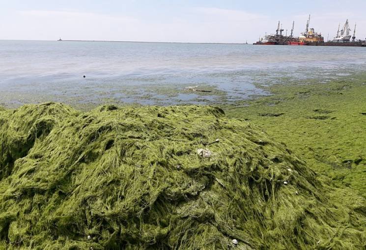 В Бердянске коммунальщики швыряли водоросли назад в море