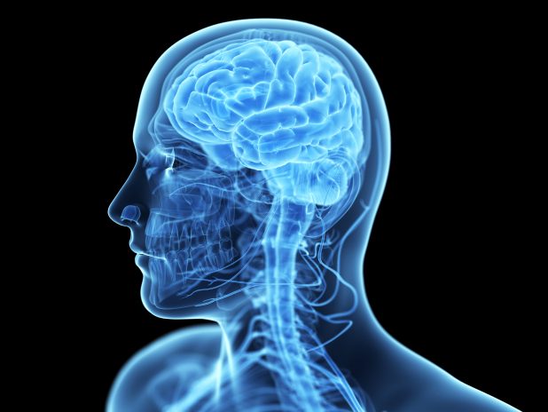 Ученые назвали причины уменьшения мозга человека