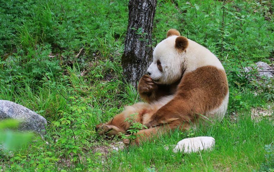 В китайском зоопарке показали уникальную коричневую панду (ФОТО, ВИДЕО)