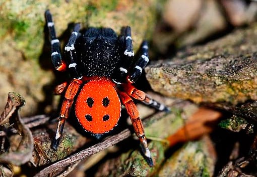 В лесу под Киевом заметили жуткого паука (ВИДЕО)