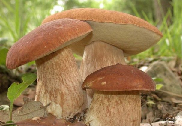 Врач рассказал об опасности лесных грибов